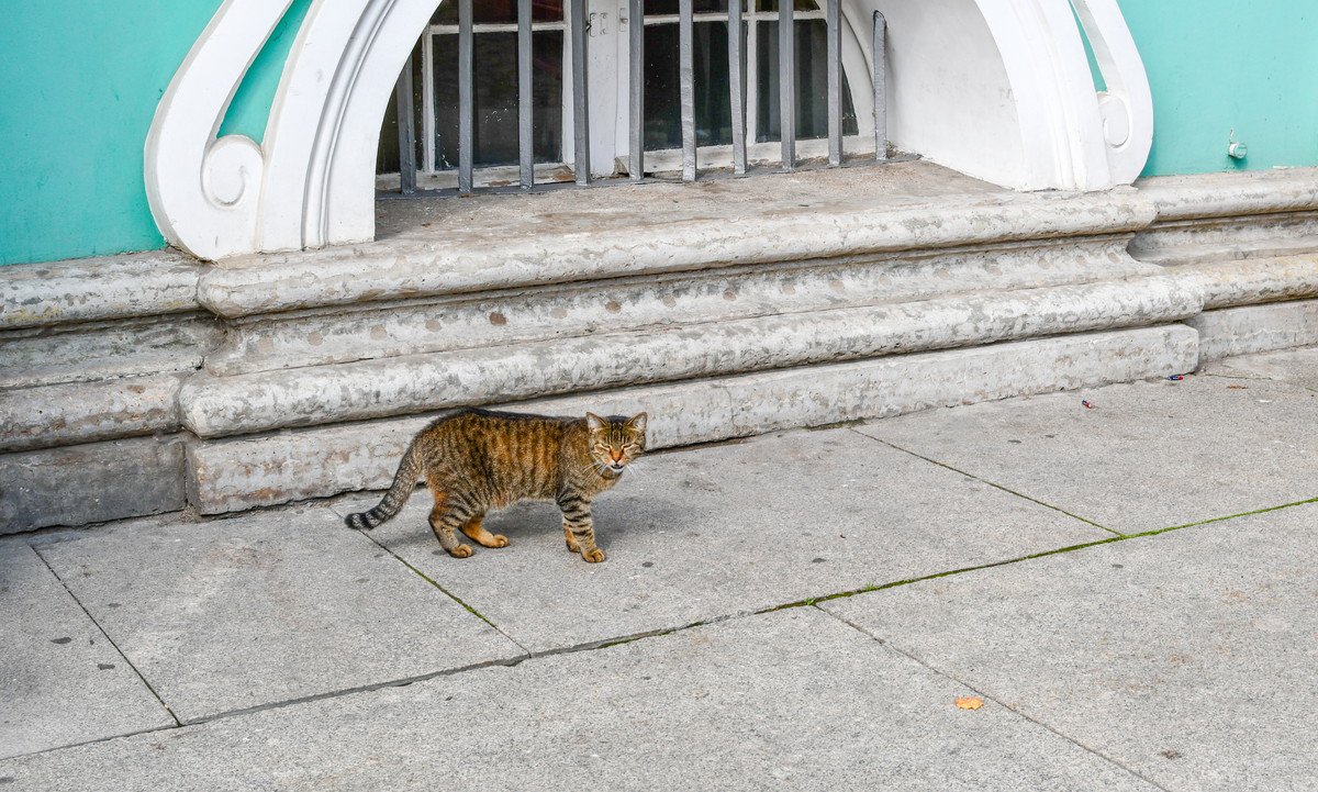 300年間、エルミタージュ美術館をネズミから守り続ける猫たち　ロシア