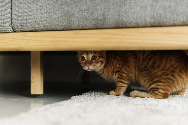 猫の気配がしない...？難易度の高いかくれんぼの場所