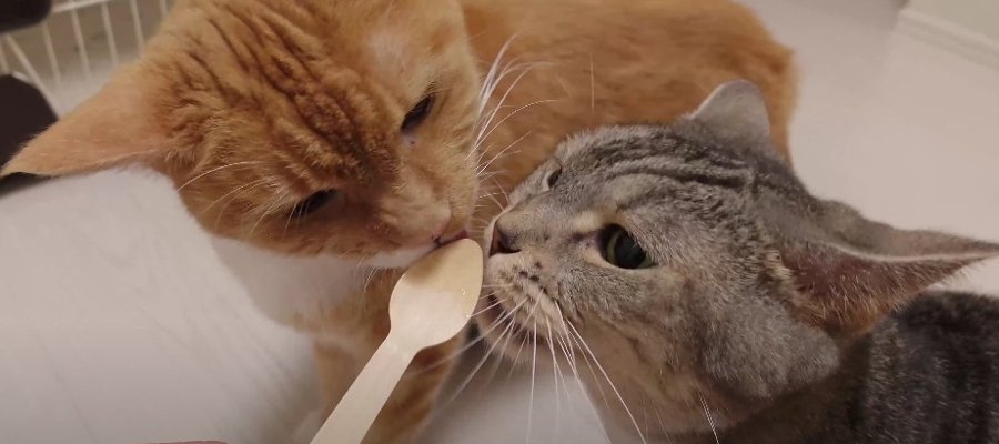 祝！12歳の誕生日を迎えた猫ちゃん♡