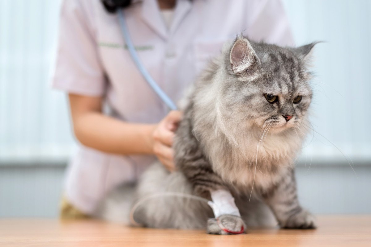 通院だけじゃない！猫の『受診スタイル』4選　困ったときの選択肢として知っていると便利かも