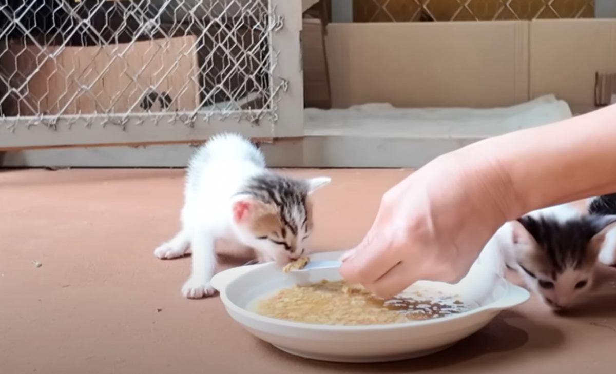 初めて離乳食を食べた『腹ペコな赤ちゃん猫』→次の瞬間……思わず吹き出す『驚きの行動』が4万再生「美味しいのかなｗ」「食べれないよｗ」