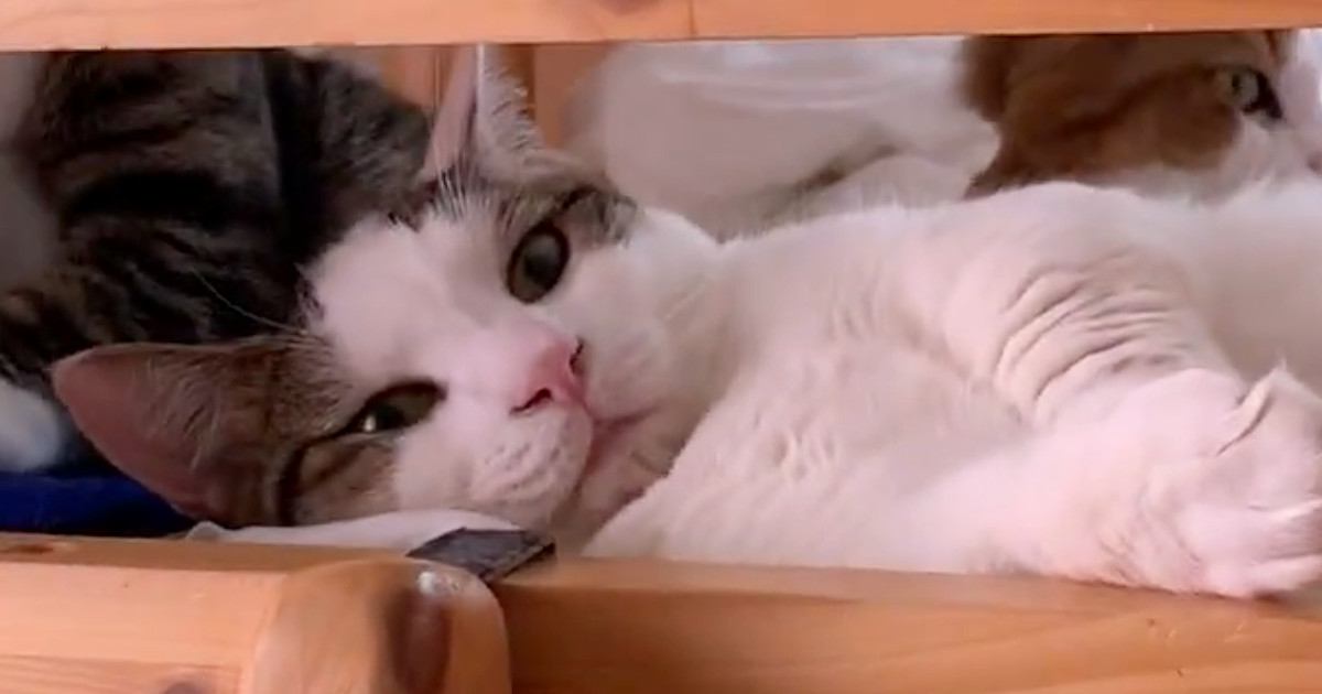 ベッドの掃除をしたいママ→猫が全然退いてくれなくて…『爆笑のやりとり』が81万再生「鋼の意志を感じる」「何回見てもオモロイｗｗ」
