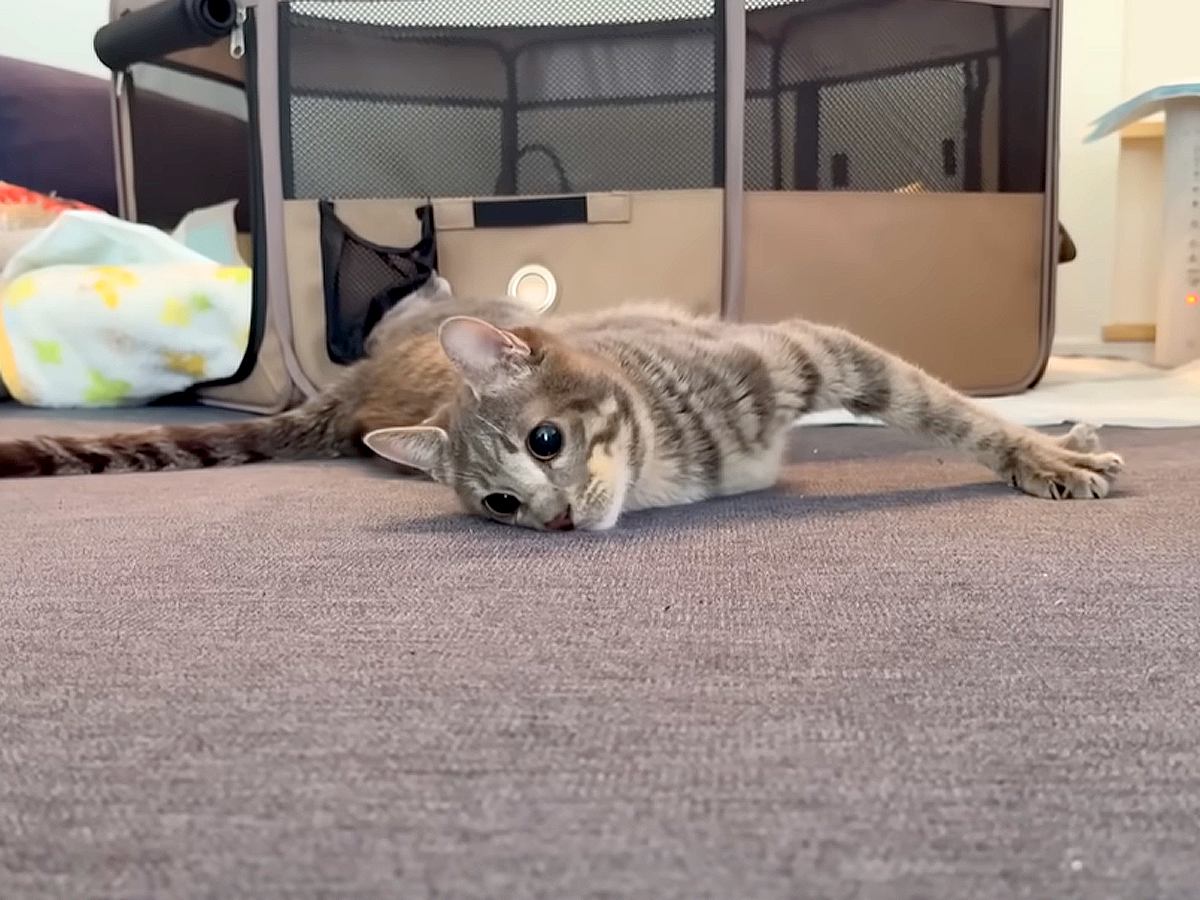 “歩けない”１歳の猫→パパが「おいで」と呼んだ結果…一生懸命『呼びかけに応えようとする姿』に涙「元気をもらいます」「本当に強い子」