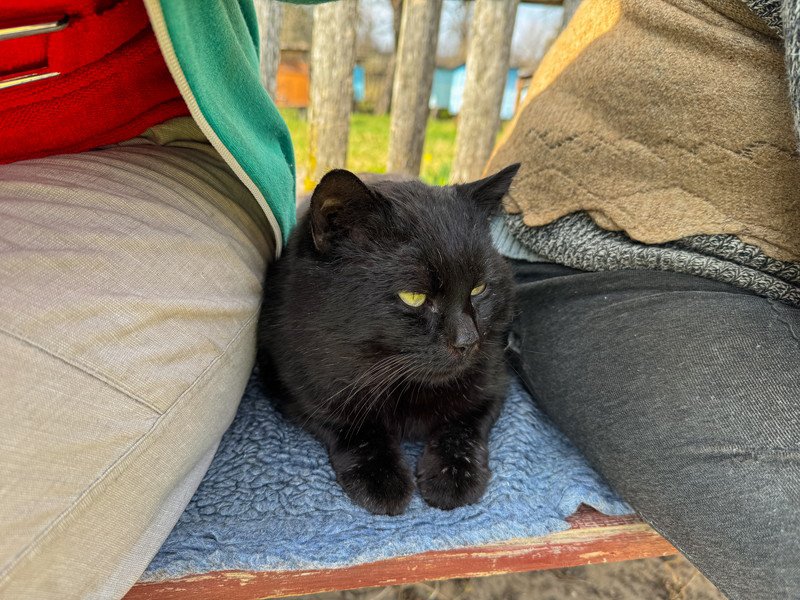 ネズミ駆除や乗客の出迎えをこなして人気の「カフェの黒猫」が、新たに「駅猫」に任命される　英国