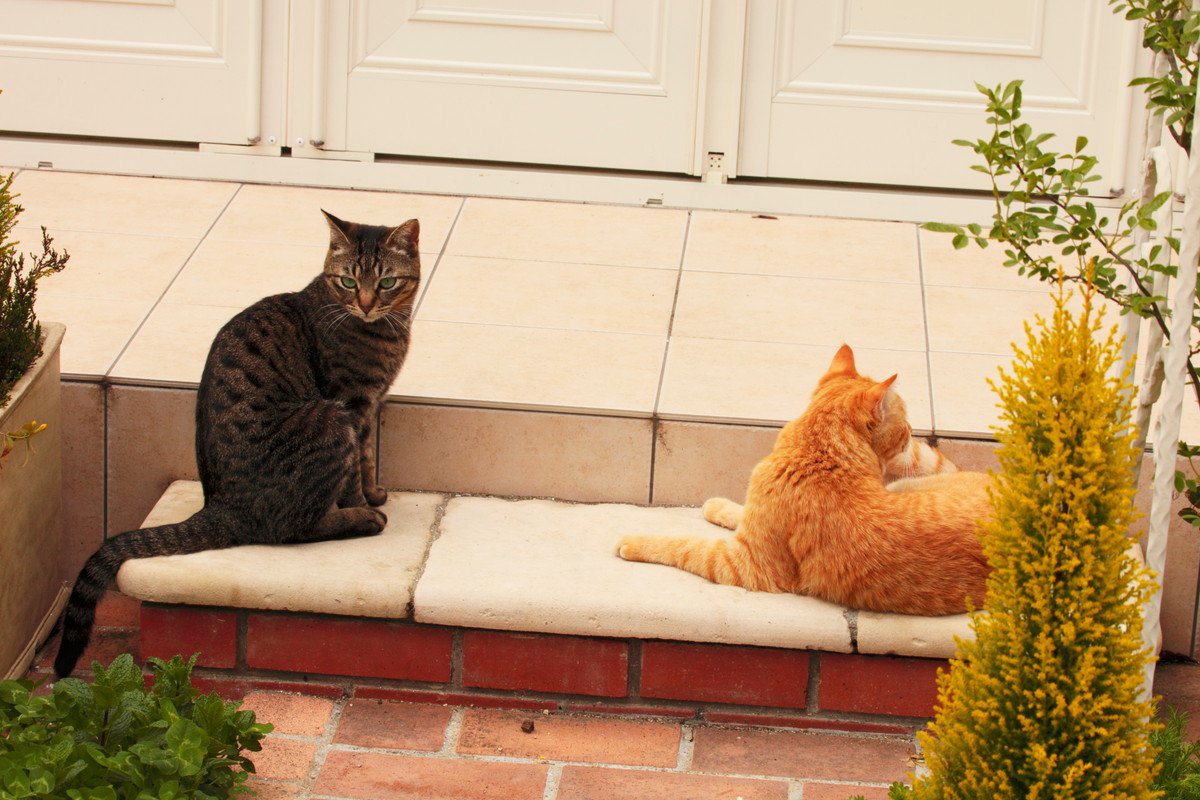 仰天！心優しい「ご近所猫さん」の助けで、大ケガをした愛猫が戻ってきた　英国