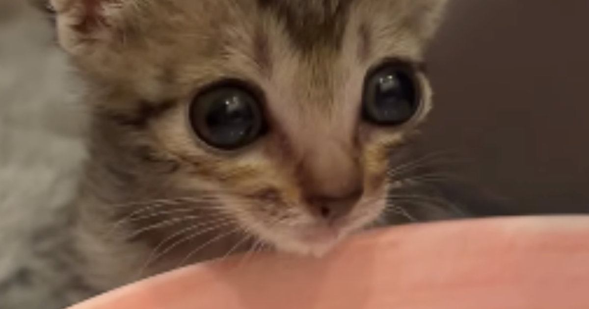 初めて水を飲む保護子猫→『表情』が変化して…一生懸命な様子が可愛すぎると76万再生「あまりに尊くて涙が出た」「本当に愛おしい」