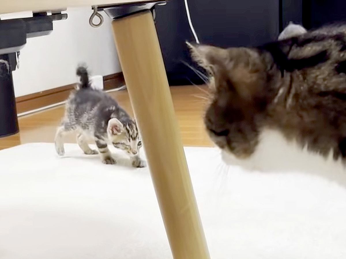無邪気な２匹の保護子猫→“元末っ子”の先住猫と遭遇した結果…思った以上に『とまどいが隠せない反応』に「緊張が走った」「娘さんナイス」