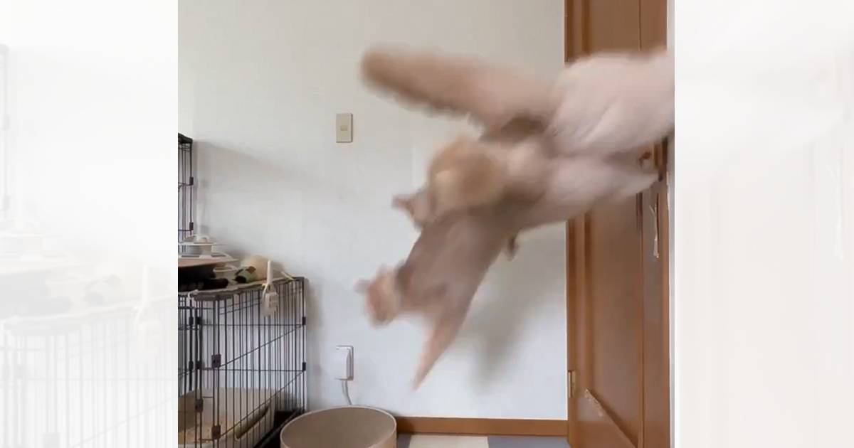 3歳になったら落ち着くという説があるけど…猫2匹の様子を見てみると→想像以上の光景に「雑技団みたいw」「規則的なのがまたw」と68万表示