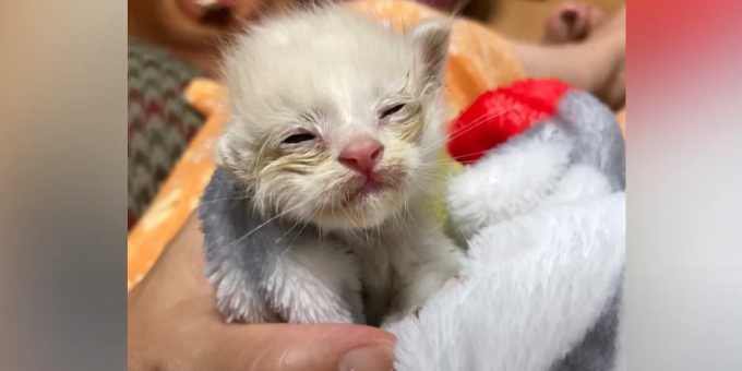 ロッカーに遺棄され瀕死の子猫…回復し驚くような美猫へ！