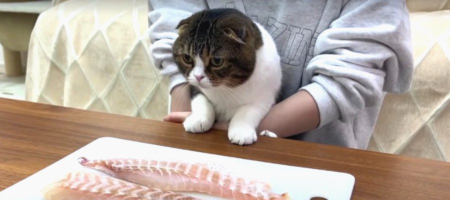 美味しそうだにゃ〜！大きなお刺身に興味津々の親子猫さん