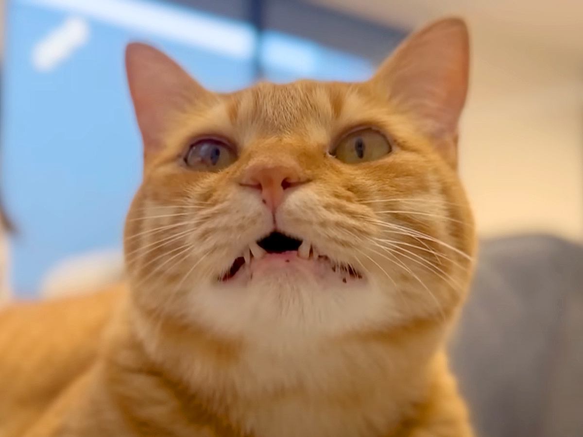 猫がママと『おしゃべり』をしていたら…まさかの『牙をしまい忘れてしまう様子』に悶絶「舌しまい忘れならぬｗｗ」「表情かわいい」