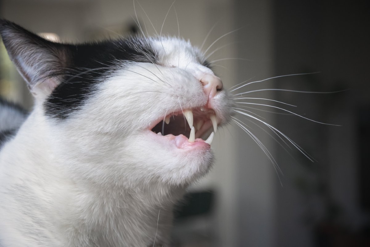 猫の『ヒゲを切ってはいけない」4つの理由　どんな役割があるの？起こりうるトラブルまで解説