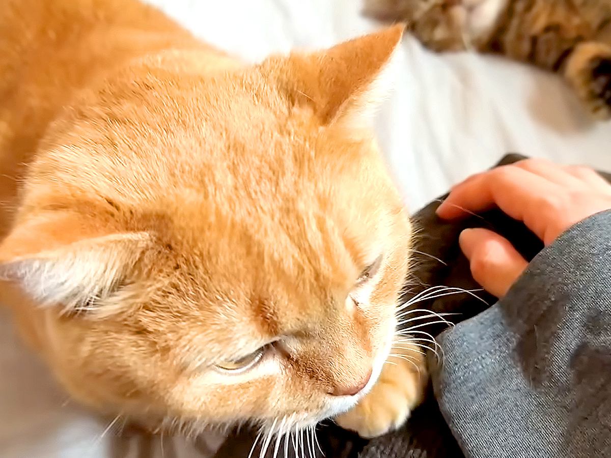 朝、赤ちゃんのお世話をするママ→猫が久しぶりに膝の上へ乗ってきて…『愛情いっぱいの光景』に反響「めっちゃ甘えん坊」「大好きなんだね」