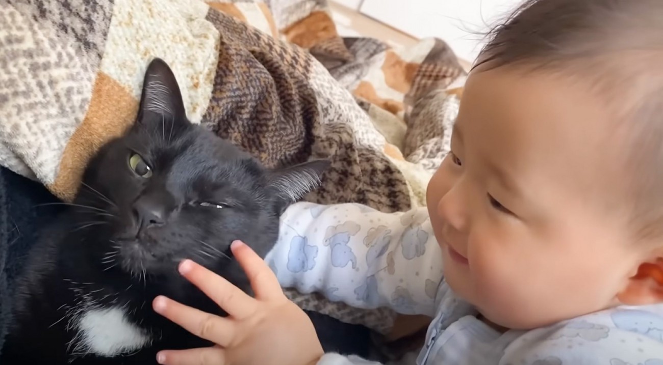 力加減が分からない赤ちゃんのなでなでに、兄猫が…思わず頰が緩む『優しすぎる対応』が４万再生「優しいお兄ちゃん」「癒しがたっぷり」