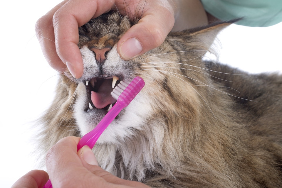 猫の歯磨きの正しい方法とその必要性