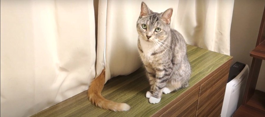 目の前でしっぽがゆらゆら…向上した猫ちゃんのスルースキル