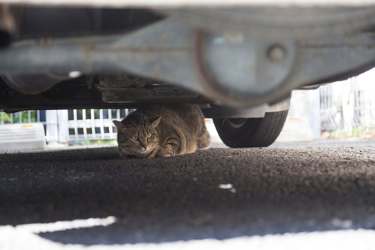 猫の飼い主さんに起きがちな『近隣トラブル』5選　外に出さないから大丈夫…ではない！