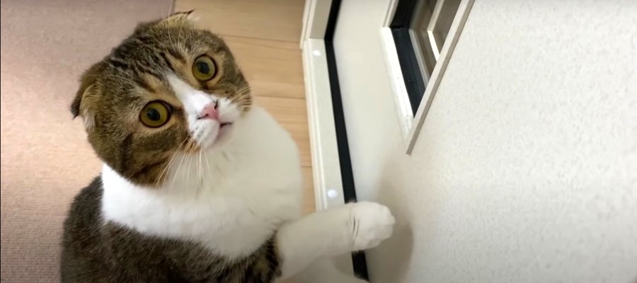 「開けてニャー！！」仕事部屋を開けてほしい猫さん