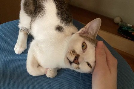 猫が飼い主に『甘えてくるとき』の心理３つ