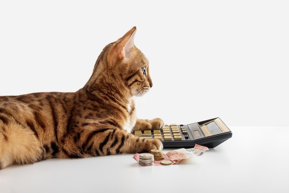 猫との暮らしをサポートしてくれる「助成金」3選　飼い主さんを助ける自治体の取組