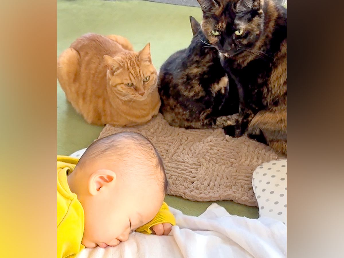 お昼寝する赤ちゃん→３匹のネコが、優しいまなざしで…まるで本当のお姉ちゃんのように『見守っている光景』に「幸せ空間すぎる」と反響の声