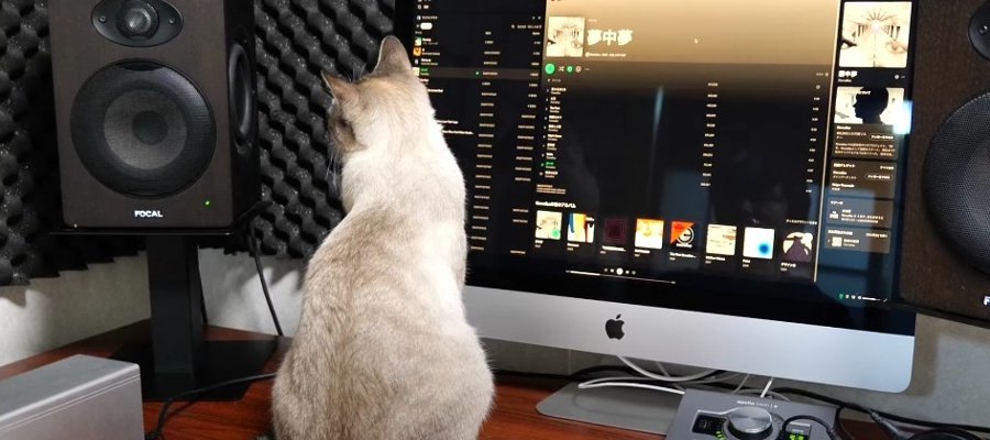 なぜか猫ちゃんが反応する曲！？スピーカーの前でちょこんと座る姿が可愛い