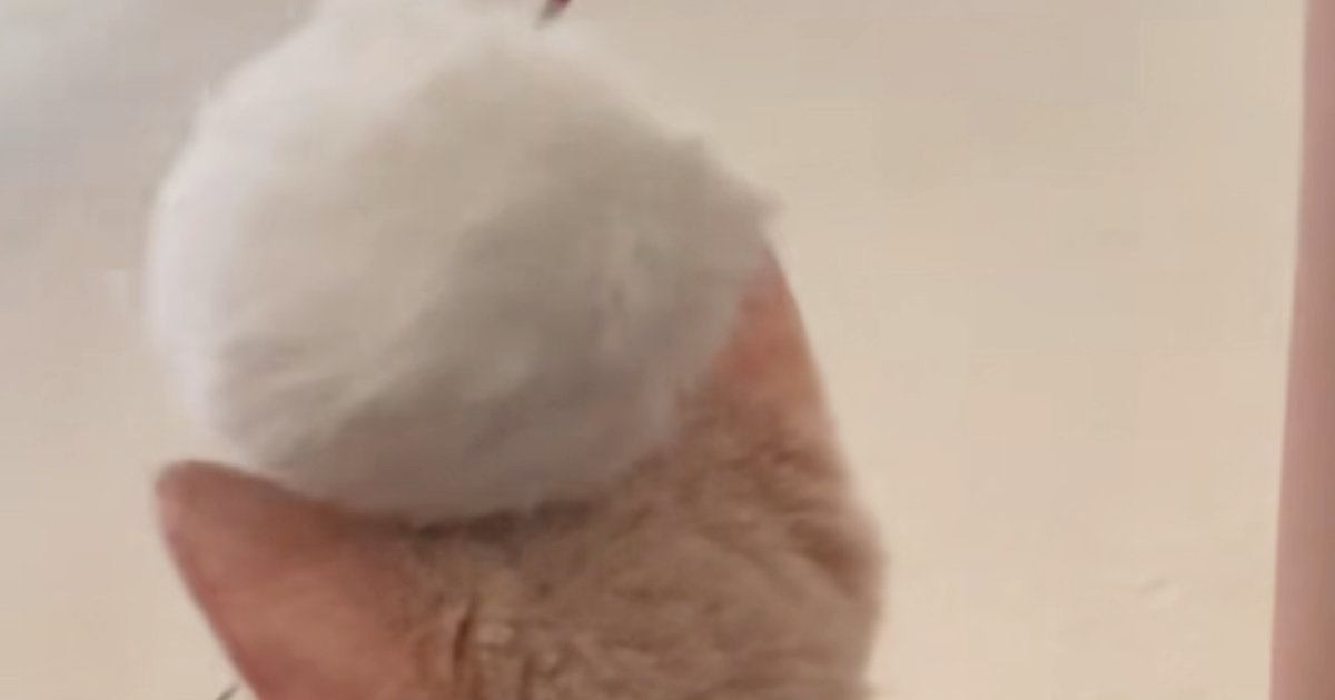 頭をぽんぽんとされる子猫→『全然反応しない』と思いきや、次の瞬間…まさかの行動に爆笑の声「A型のキレ方ｗ」「想像以上に爆発してたｗ」