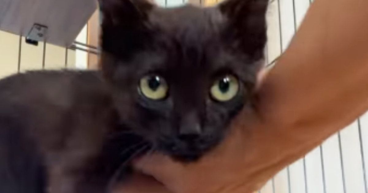 保護された新入り子猫→ケージの中に戻そうとすると…超甘えん坊な『可愛すぎる反応』が49万再生「負ける予感しかしないｗ」「すごい圧ｗ」