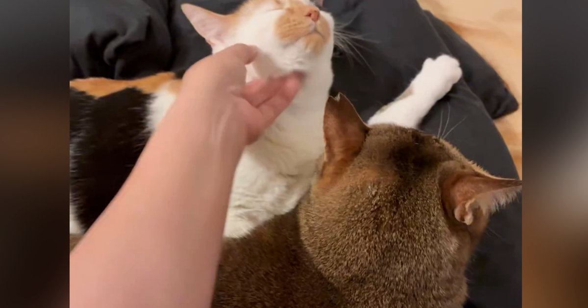 先輩猫を嫉妬させずに『後輩猫を撫でる方法』とは……飼い主が編み出した『まさかの解決策』が123万表示「よく思いついたね」「器用ｗｗ」