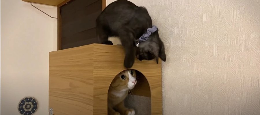 先住猫さんに猫パンチ！？怖いもの知らずの新入り子猫ちゃん！