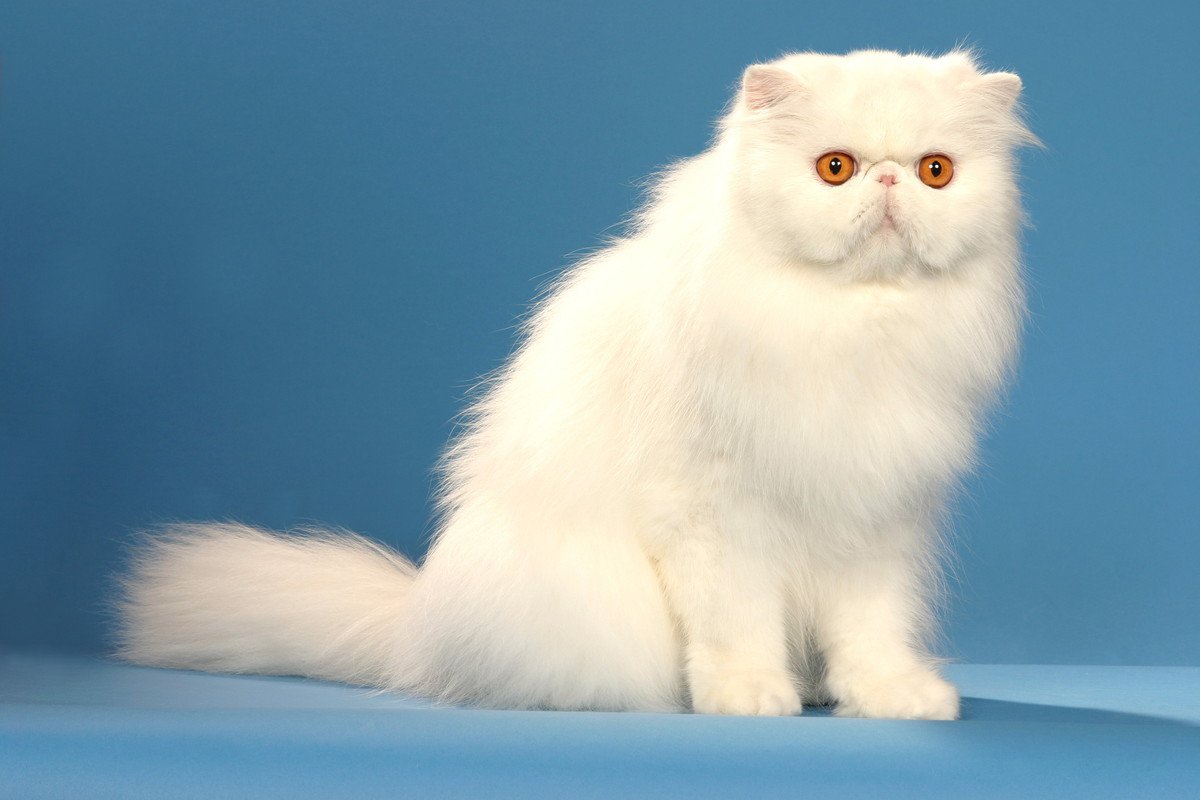 『王族』のもとで愛された猫種5選　高貴な魅力や性格、歴史的背景まで解説
