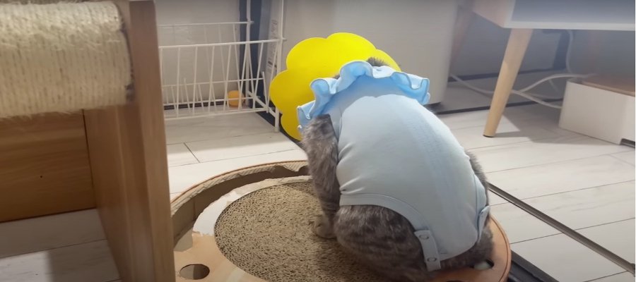 パパに気づいてもらえない子猫ちゃん。果たして結末は？