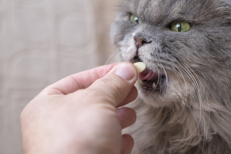 猫の回虫の薬の効果や種類、値段について