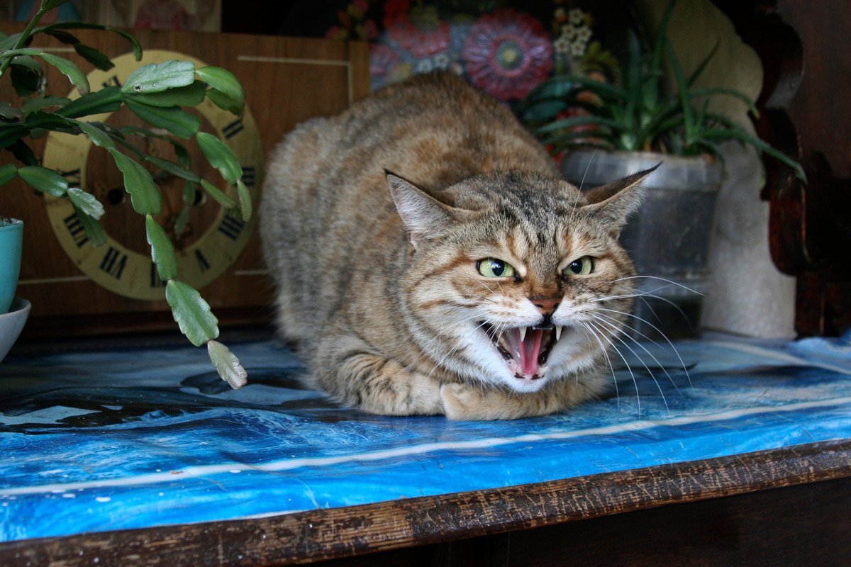 猫にとって『ストレス』になる3つの“天敵”　放っておくと起こり得るトラブルも