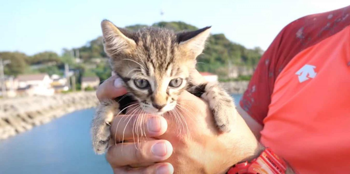 ママとはぐれ2日も鳴き続ける子猫…保護され新たな猫生へ進む！