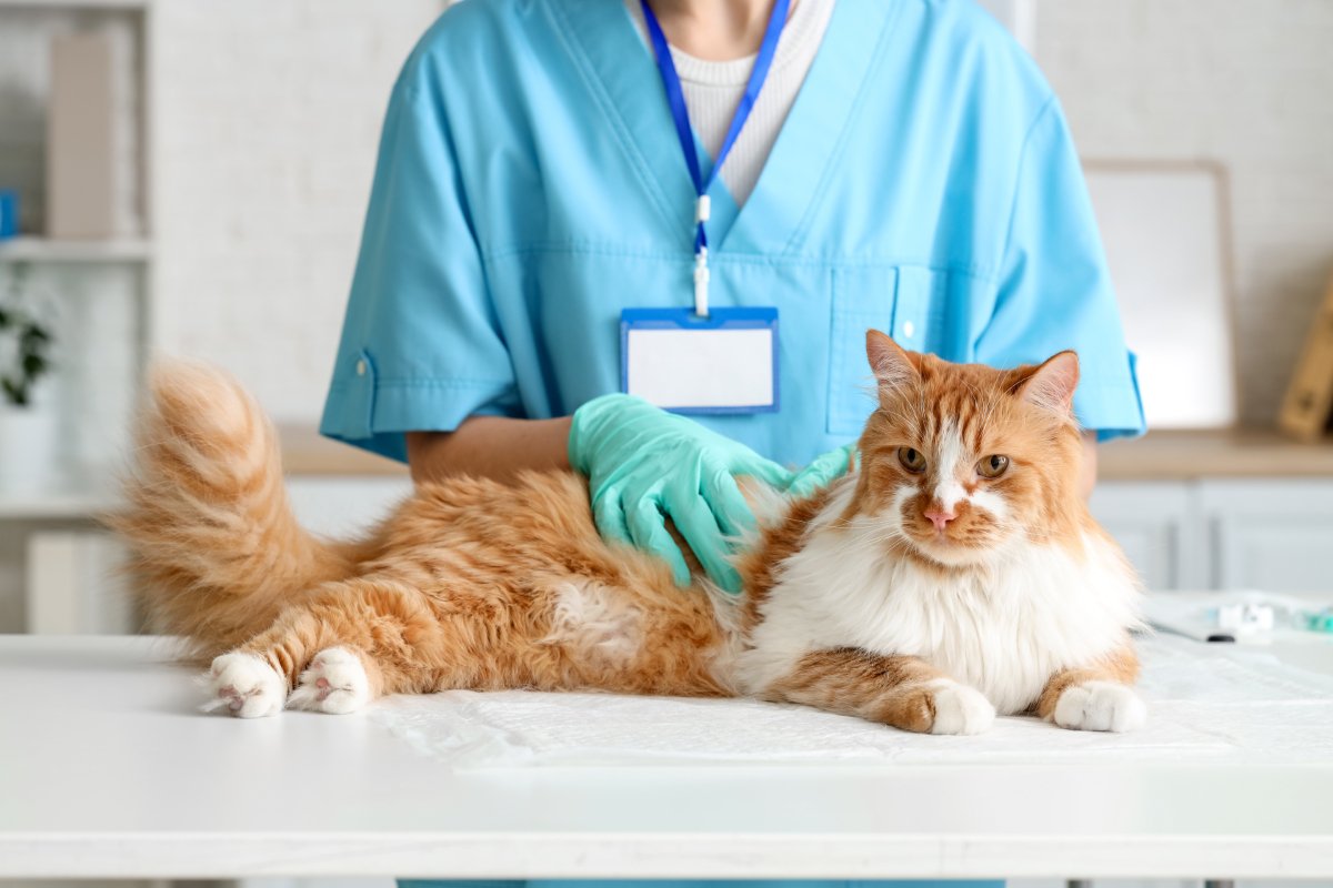 猫にカビが生えてしまう『皮膚糸状菌症』とは？主な原因や症状、人への感染リスクまで解説