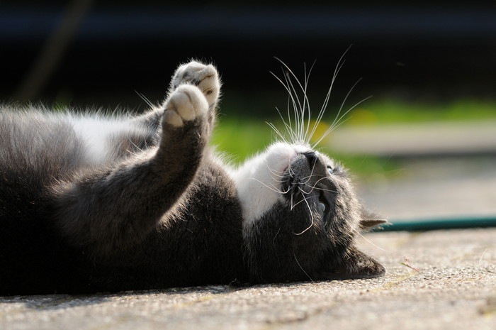 猫が過呼吸になっている時の症状と原因や対処法