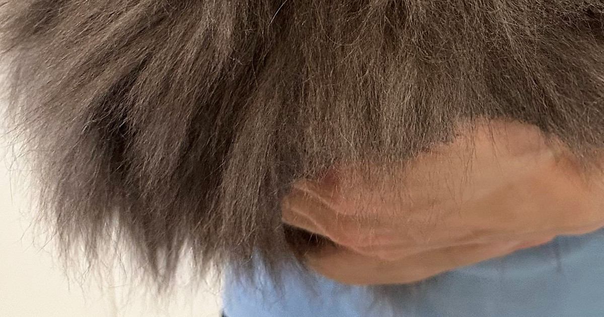 シャンプーされるのが嫌すぎる猫→飼い主さんの腕の中で…『可愛すぎる光景』に３万いいねの反響「いい毛玉っぷり」「別の生き物かと思った」