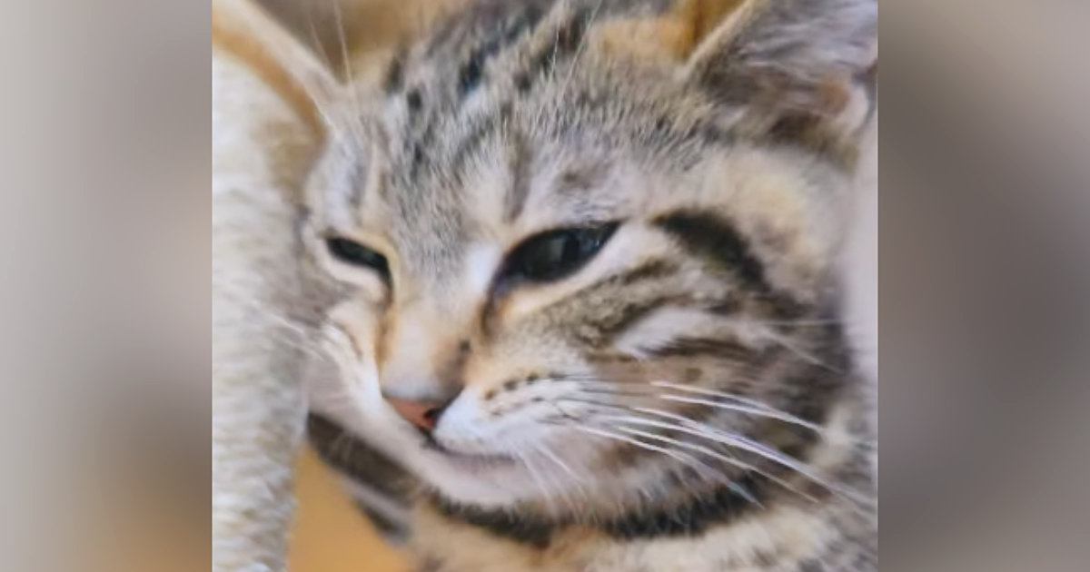 『口をもごもごと動かす子猫』を撮影していると…思いもよらない『貴重な瞬間』が57万再生「初めて見た」「目撃はできても撮るのは難しい」