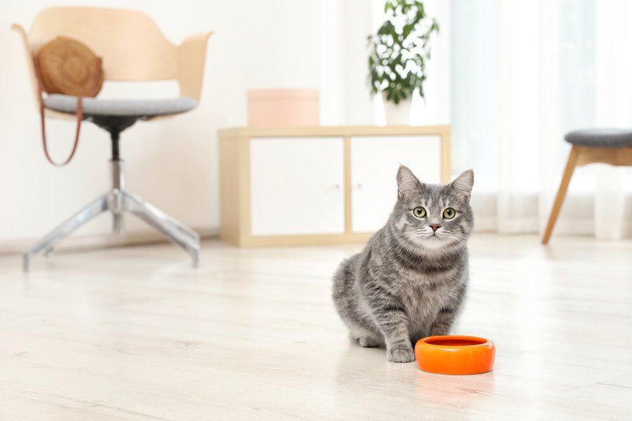 猫が『ドライフード』を食べないときの対策5つ！こんな工夫で改善できるかも？