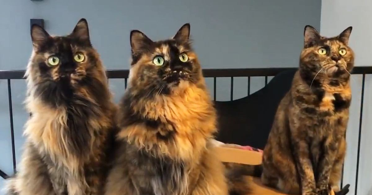 並んで座る『３匹のサビ猫』→おもちゃを左右に動かしてみると…可愛すぎる"動き"に癒される人が続出「リズム感バッチリｗ」「美しい」