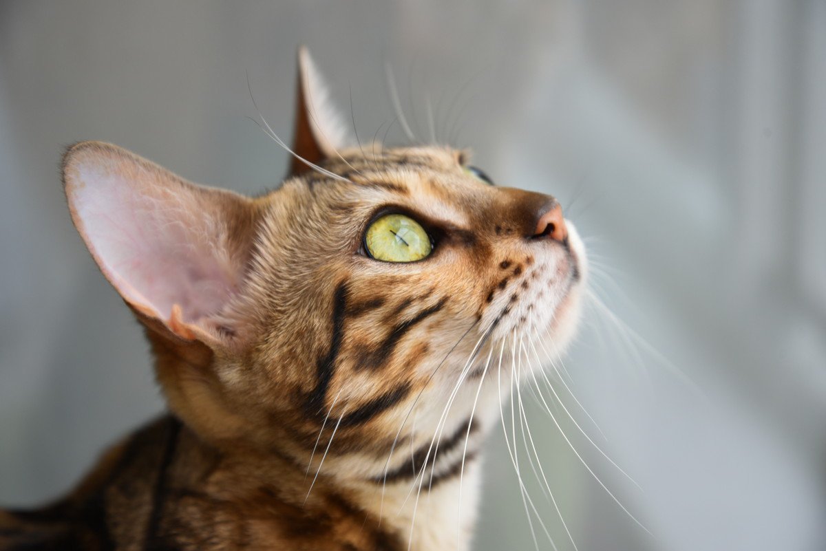 猫の気持ちは『耳の向き』からわかる！5つのパターン別に心理を解説　耳を倒してたら要注意？
