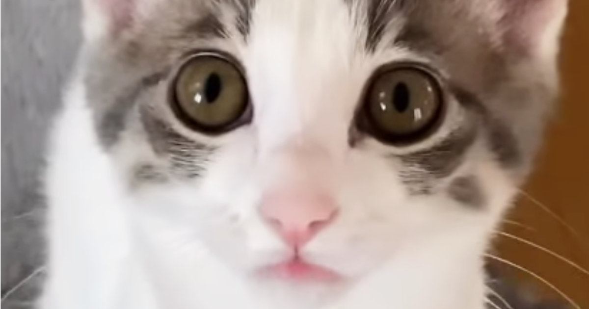 仕事に行こうとしたら、『子猫』がやって来て…飼い主悶絶の『尊すぎる瞬間』が36万再生の反響「休むしかない」「出かけられないなぁー」