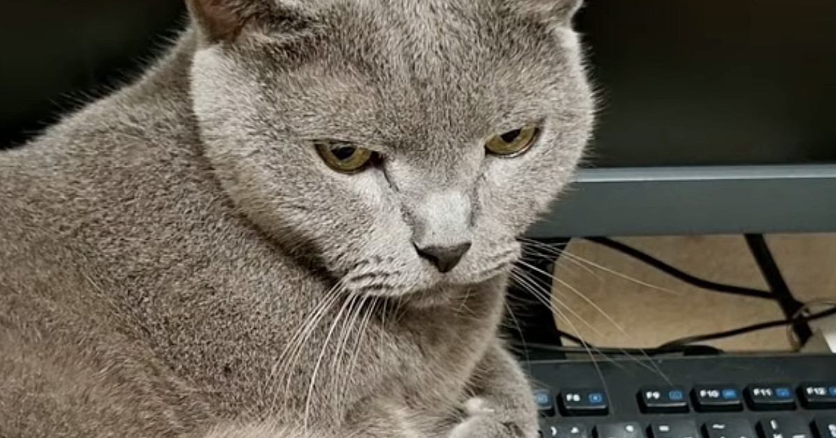 キーボードの上に乗って邪魔をする猫→どいてもらおうとした結果…『予想通りの展開』に爆笑の声続出「目が臨戦態勢でウケる」「嬉しそうｗ」
