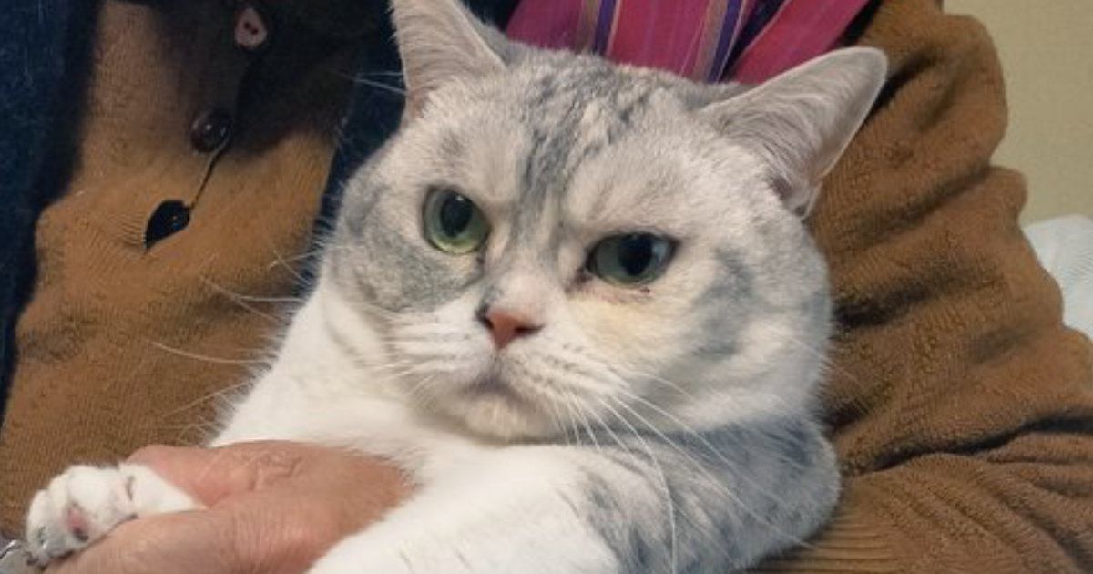 おばあちゃんに爪を切られるネコ→『表情』を見てみると…『どう見ても諦めている様子』が98万表示「可愛い図」「信頼度200パーセント」