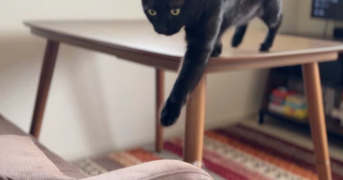 テーブルの上にいた黒猫、ソファに移動しようとした結果…予想外の『笑ってしまう展開』に2万いいね「わざとやし！」「どんくさキャット」
