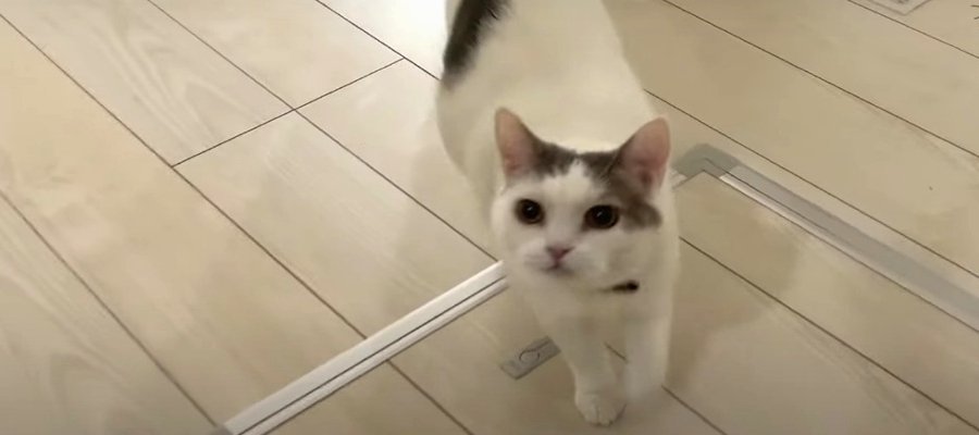 いつもはクールなボス猫ちゃん…意外な甘えスイッチ、ON！