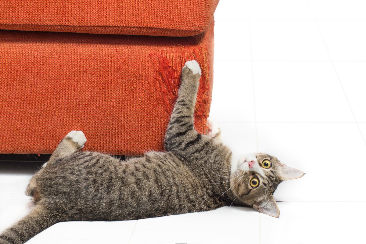 猫を迎えたあとに飼い主さんを襲う『3つの後悔』事前にやっておくべきこととは？