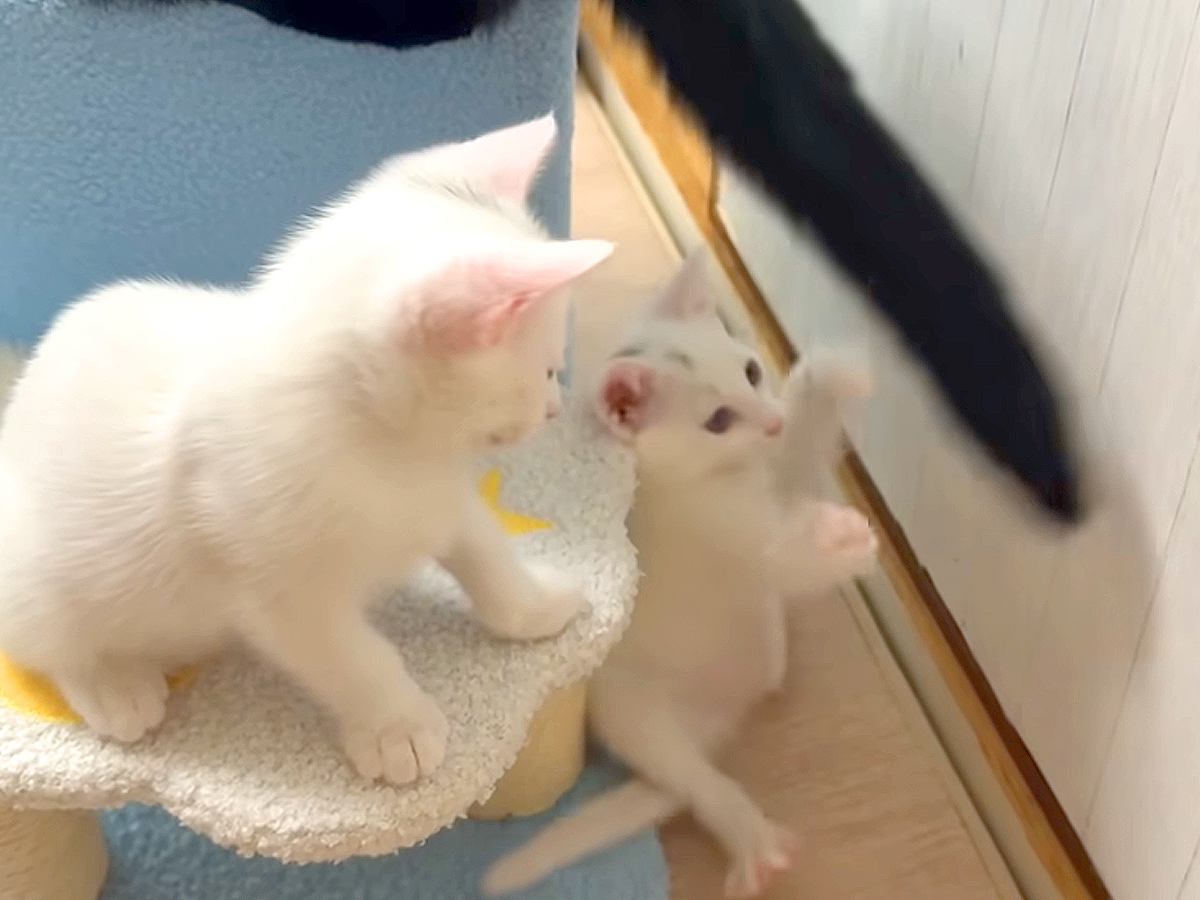 やんちゃな３匹の子猫→兄猫たちがしっぽで遊んでくれて…愛情にあふれた『神対応』に「優しい世界で癒された」「そっと見守ってる」と反響