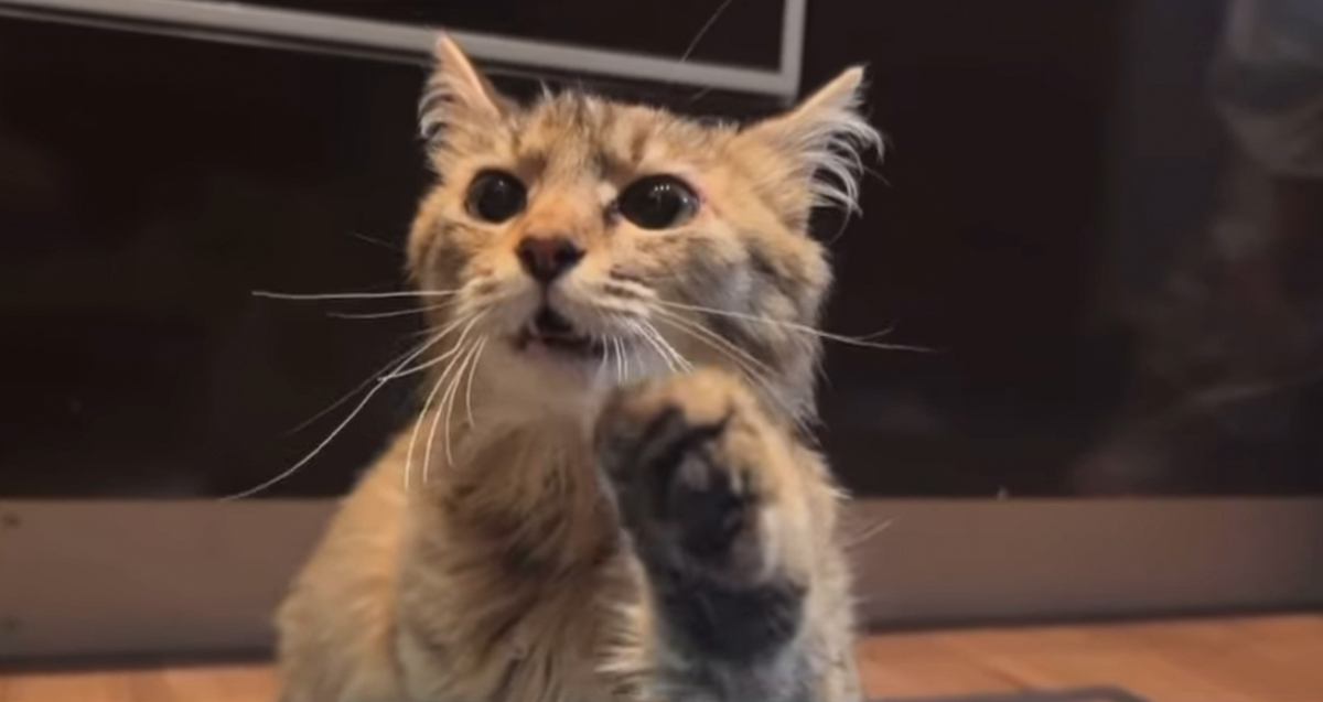 交通事故に遭い、『金網に引っかかっていた猫』が保護された結果…現在の様子に涙が止まらないと85万再生「顔つきが全然違う」「ありがとう」